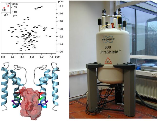 nmr_pic_physiology_650x495.jpg